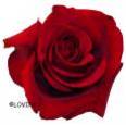 une rose